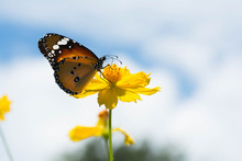 Butterfly With Yellow Flowers And Bright Sky