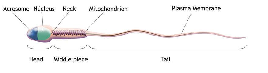 Sperm Cell