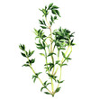 © lnsdes - Fresh thyme isolated on white background