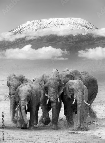 Nowoczesny obraz na płótnie Czarno biała fotografia rodziny słoni
