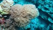 Weichkorallen bewegen sich im Rhytmus des Wassers
