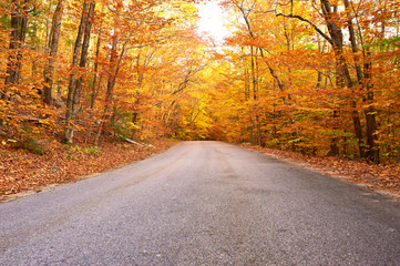 Wall Mural - Autumn scene with road