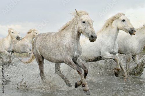 Fototapeta na wymiar Running White horses through water
