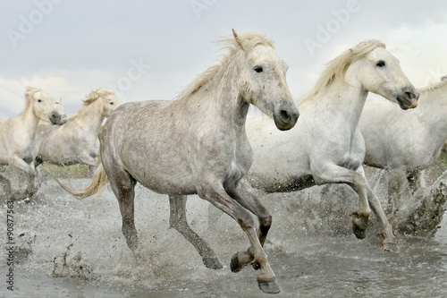 Naklejka na szafę Running White horses through water
