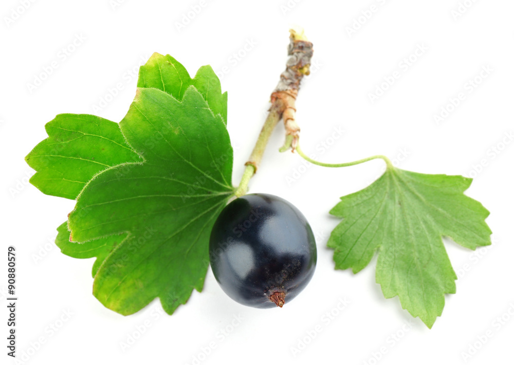 Wild black currant with green leaves isolated on white