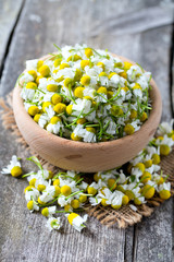 Poster - chamomile ready to be dried