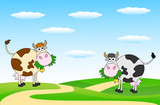 Fototapeta Pokój dzieciecy - spotted cows grazing in a meadow