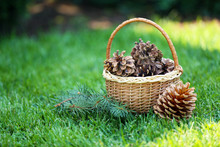 Beautiful Pine Cones In Wicker Basket On Green Grass Background