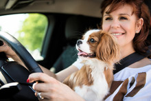 Woman And Dog Driving Car