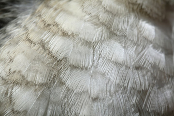 Sticker - Laughing kookaburra (Dacelo novaeguineae) plumage texture.