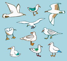 Set Of Handdrawn Seagulls
