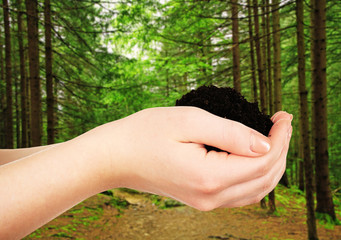 Poster - Female hand with soil on nature background