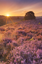 Blooming Heather At Sunrise At The Posbank, The Netherlands