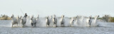Fototapeta Łazienka - Running White horses through water