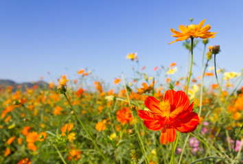 closeup orange cosmos flowers or sulfur cosmos