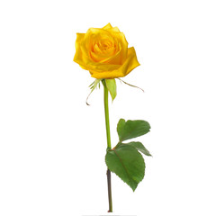 Wall Mural - single beautiful  yellow rose