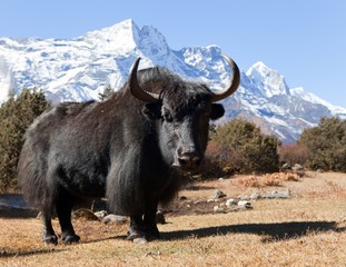 Wall Mural - black yak on the way to everest base camp