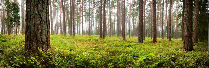 Lahemaa national park forest panorama