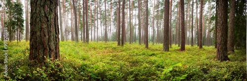 Lahemaa national park forest panorama