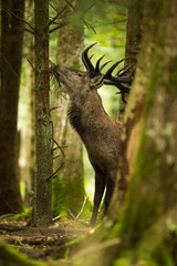 Wall Mural - brame cerf pin manger forêt nourriture chasse observation natur