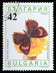 Wall Mural - BULGARIA - CIRCA 1990: a stamp printed in the Bulgaria, shows butterfly thecla betulae, series Butterflies, circa 1990