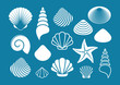 White sea shells and starfish