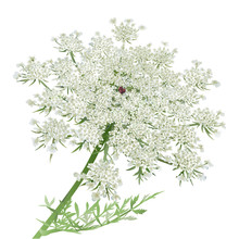 Queen Anne's Lace.
Hand Drawn Vector Illustration Of A Wild Carrot Flower Or Queen Anne's Lace On White Background.
