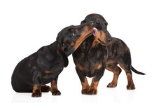 Dachshund Dogs Kissing