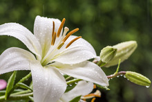 雨の中の白いスカシユリの花