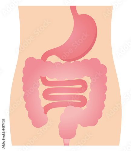 胃腸 消化器 Stock イラスト Adobe Stock