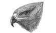 A head of Steppe eagle, Hand draw monochrome on white background.
