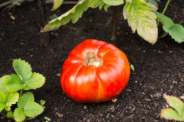 Canvas Print - organic tomato on ground