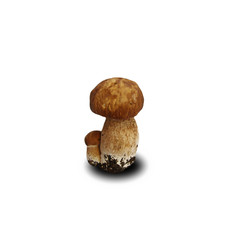 Cep on a white background