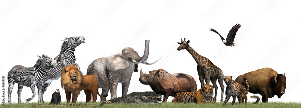 Animals of the Wild - isolated on white background Stock Illustration ...