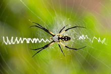 Close Up Of Argiope Spider On Orb Web With Stabilimentum