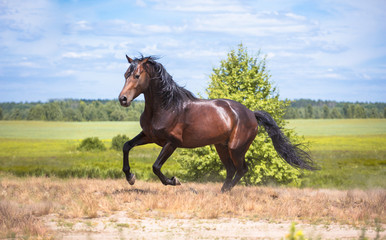 Wall Mural - horse