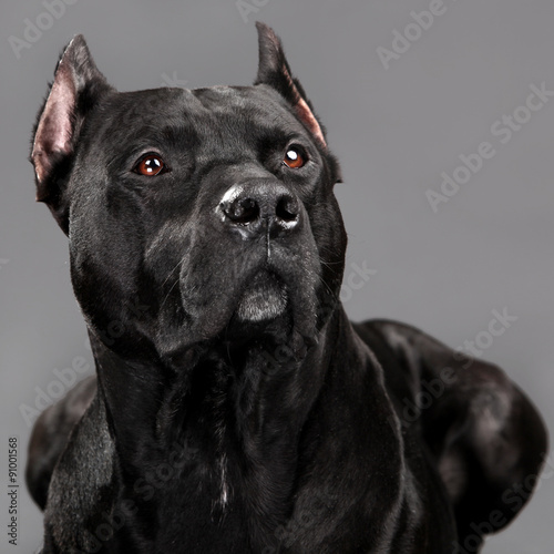 15 292 portrait pitbull wall murals