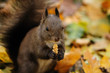 Photography of squirrel eating a nut in the forest
