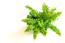 Young Green Fern With Curly Leaves. Nephrolepis In Pot And Foliage On White Background (closeup)