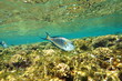 Sohal surgeonfish (Acanthurus sohal)