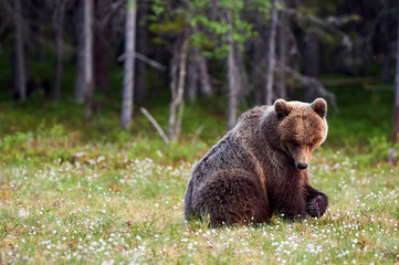 Wall Mural - brown bear in the forest