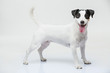 Portrait of a purebred Jack Russell terrier