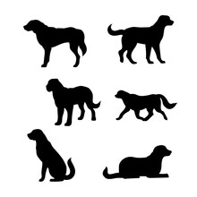Breed Of A Dog St. Bernard Vector Silhouettes.