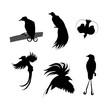 Birds of paradise vector silhouettes.
