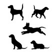 Breed of a dog beagle vector silhouettes.