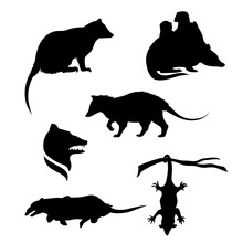Vector Silhouettes Of A Opossum.