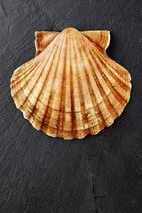 scallop shell