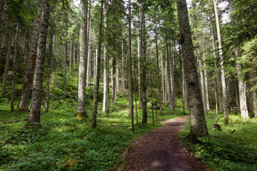  path in green pinetrees forest