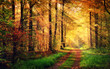 Autumn forest scenery with rays of warm light
