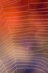 Wall Mural - cobweb with dew drops over defocused red lights